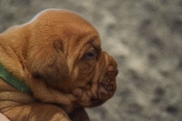 By Centeline - Dogue de Bordeaux - Portée née le 23/12/2016